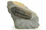 Bumpy Morocops Trilobite - Nice Eye Facets #321014-3